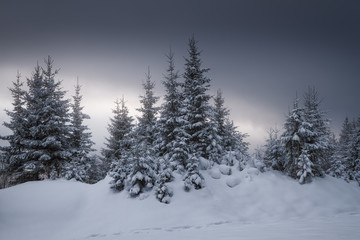view of the beautiful snow-covered spruce forest