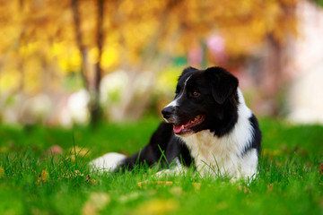 Dog breed Border Collie
