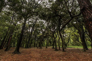 trees in the park, Tokyo, Japan