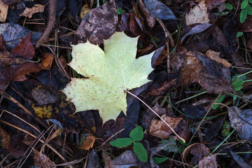 autumn maple leaf close up