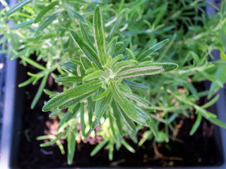 Colorful plant in summer