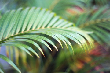 Obraz premium green tropical palm leaf with shadow on white wall