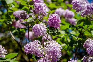 The symbol of the house among the branches of the pink lilac 