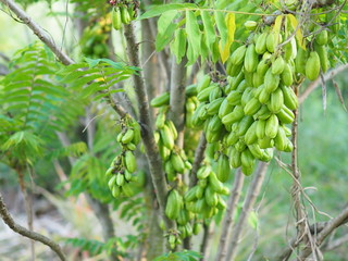 Fototapeta na wymiar Green fruit Bilimbi Bilimbing Cucumber Tree Sour