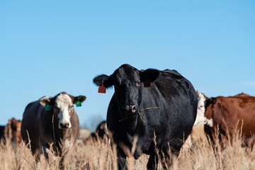 Beef cows in tall brown grass