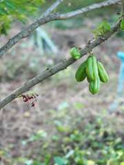 Green fruit Bilimbi Bilimbing Cucumber Tree Sour