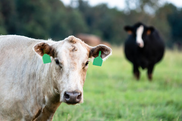 White cow head and neck with black cow in background