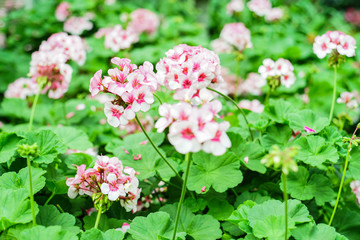 White and red beautiful Flowers in garden .