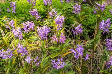 Obraz premium Beautiful orchid park has multi colors of flowers in spring season at Ratchaburi Province of Thailand