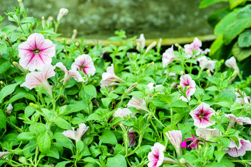 Beautiful White Petunia Flowers in garden with soft blurred garden background for banner website or garden background concept .
