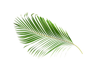 Fototapeta premium green palm leaf isolated on white for summer background
