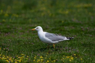 Yellow-legged Gull Birds