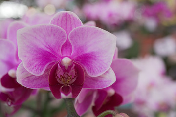 Fototapeta na wymiar Beautiful dark pink Cattleya orchid background in garden from export farm in Thailand, selective focus, closeup shot.