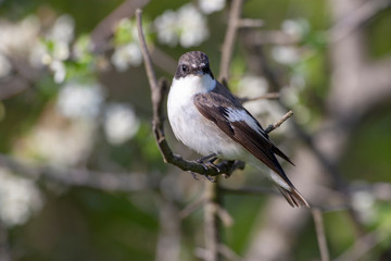 Semicollared Flycatcher Birds