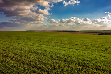 The stunning landscape of green young wheat rows at field and day sky with clouds