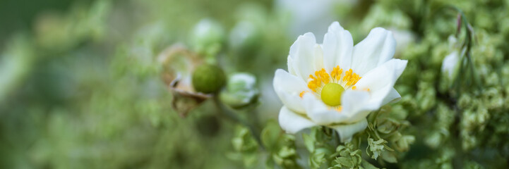 Weiße Blüte Anemone - Banner