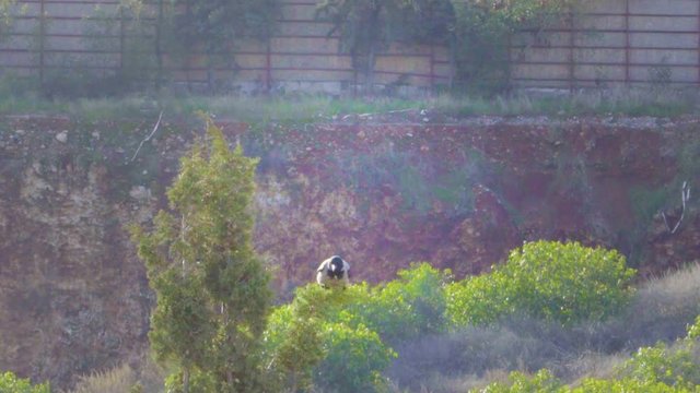 A crow is checking around on top of a tree.