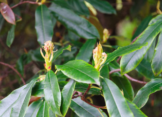 Cherry Laurel Buds