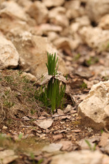 Crocus (plural: crocuses or croci) is a genus of flowering plants in the iris family. Flowers close-up on a blurred natural background. The first spring flower in the garden