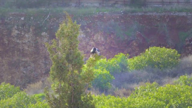 A raven is checking around from a top of a high tree.