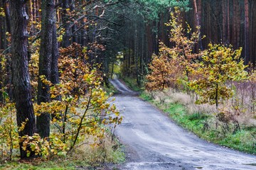 piękna jesień, droga w lesie