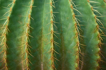 Thorn of cactus leaf background