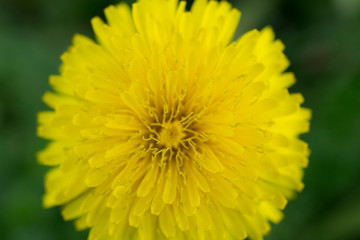 Dandelion close up