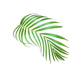 Zelfklevend Fotobehang Monstera green palm leaf isolated on white for summer background