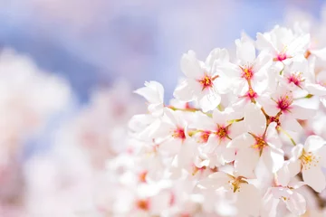 Fleecedeken met foto 桜 © japolia