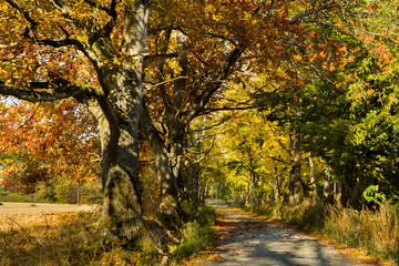 droga w lesie, piękna jesień