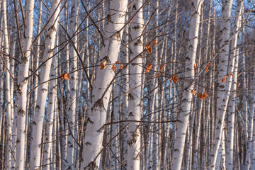Trunks of birch trees in the forest with a branch with yellow leaves