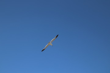 蕪島　うみねこ
