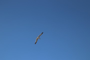 蕪島　うみねこ