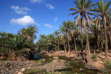 Fototapeta na wymiar Yemen Island of Socotra