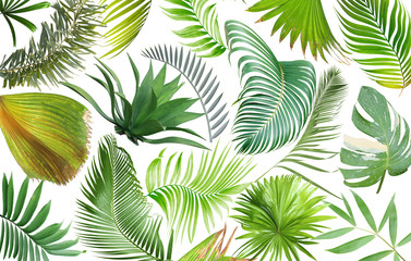 Naklejka na ściany i meble tropical green palm leaf on white for summer background