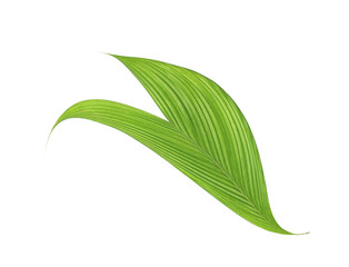 green leaf of palm tree isolated on white background
