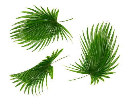 tropical green palm leaf on white for summer background