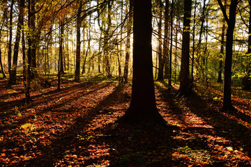 piękna jesień w lesie, cień drzewa