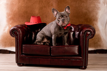 drolliger frenchie sitzt auf couch