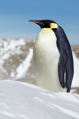 Fototapeta premium Emperor Penguin