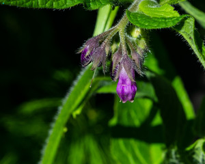 Flower and buds on Common Comfrey, Symphytum officinale, with bokeh background close-up, selective focus, shallow DOF