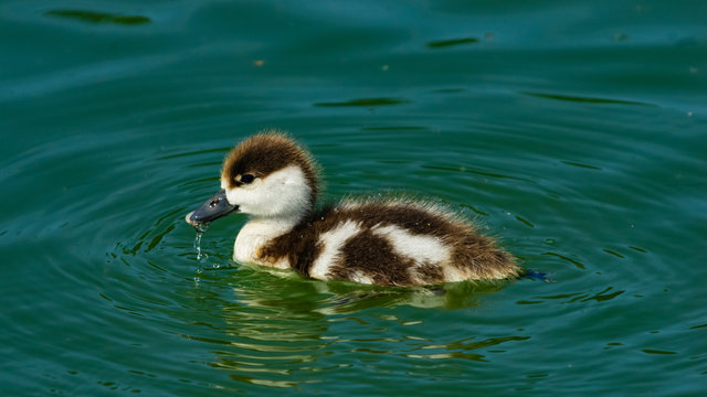 Ruddy shelduck or Tadorna ferruginea small chick close-up portrait swimming in pond, selective focus, shallow DOF