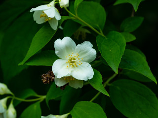 White flowers on mock-orange shrub with bokeh background, macro, selective focus, shallow DOF