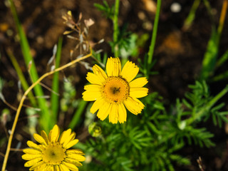 Oxeye chamomile, Golden marguerite or Cota tinctoria flower macro with bokeh background, selective focus, shallow DOF