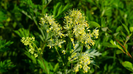 Common Yellow meadow-rue or Thalictrum flavum bloom close-up, selective focus, shallow DOF