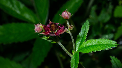 Flower of Purple marshlocks or swamp cinquefoil, Comarum palustre macro, selective focus, shallow DOF