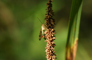 A hunting male Scorpion Fly (Panorpa communis) perched on a plant.