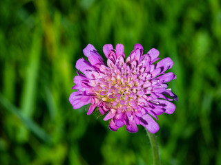 Flower of Field Scabious, Knautia Arvensis, with bokeh background macro, selective focus, shallow DOF