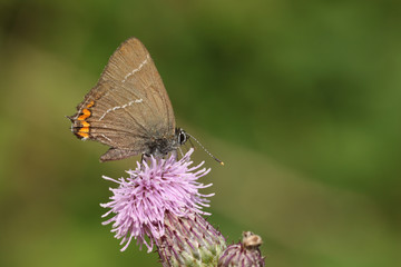 A rare White-letter Hairstreak Butterfly (Satyrium w-album) nectaring on a thistle flower.	
