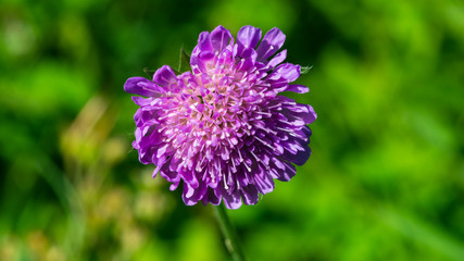 Flower of Field Scabious, Knautia Arvensis, with bokeh background macro, selective focus, shallow DOF